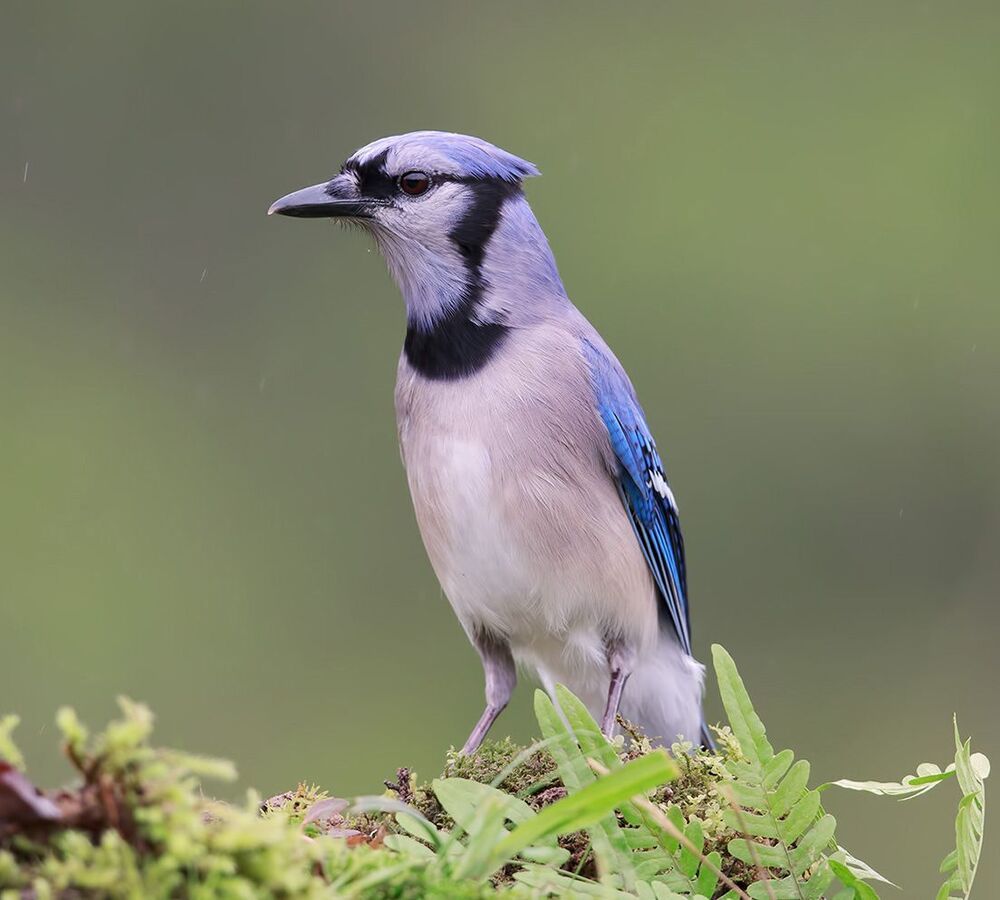 Голубая сойка - Blue Jay