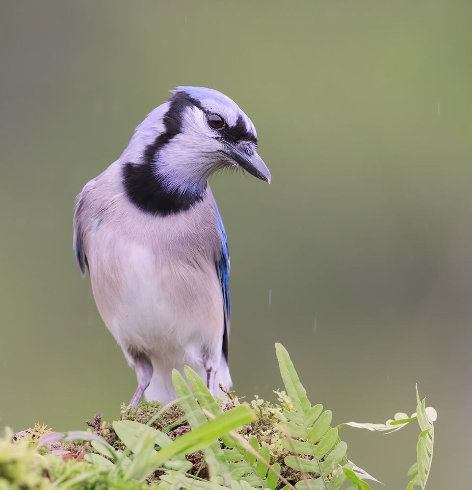 Голубая сойка - Blue Jay