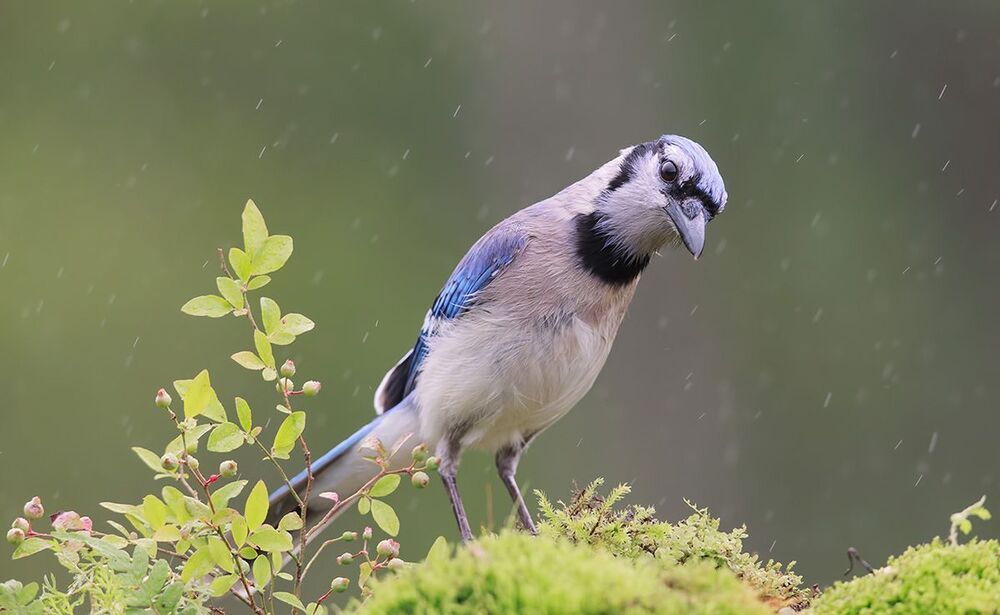 Голубая сойка - Blue Jay