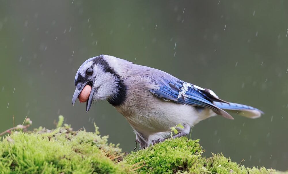Голубая сойка - Blue Jay