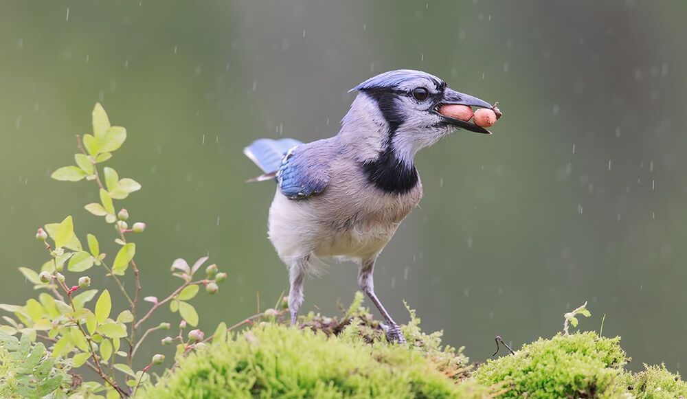 Голубая сойка - Blue Jay