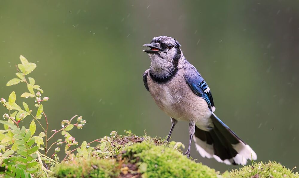 Голубая сойка - Blue Jay