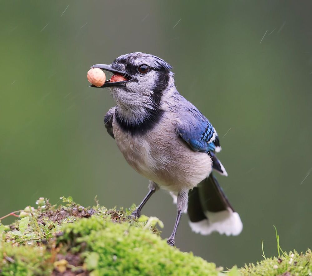 Голубая сойка - Blue Jay