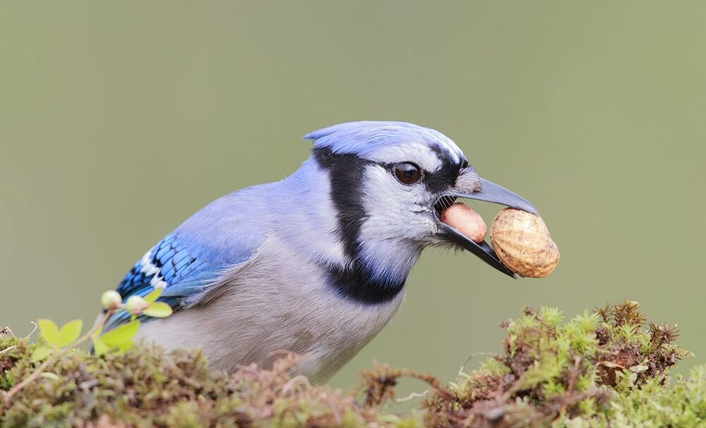 Голубая сойка - Blue Jay