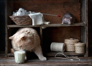 Ожидание порой бывает очень долгим. Пока Кот молока попьёт, пока спать уляжется....