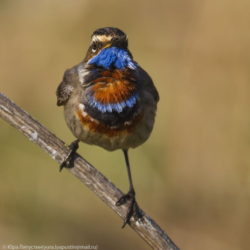 Bluethroat.