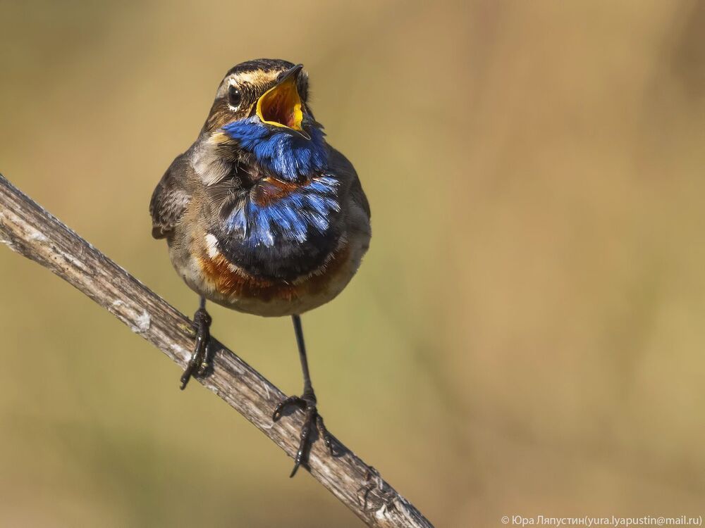Bluethroat.