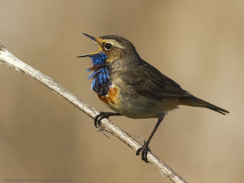 Bluethroat.