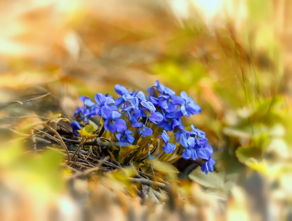 Первые весенние