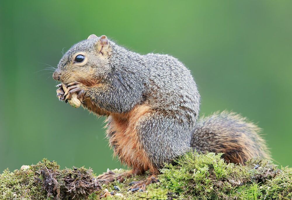 Лисья белка - Fox Squirrel