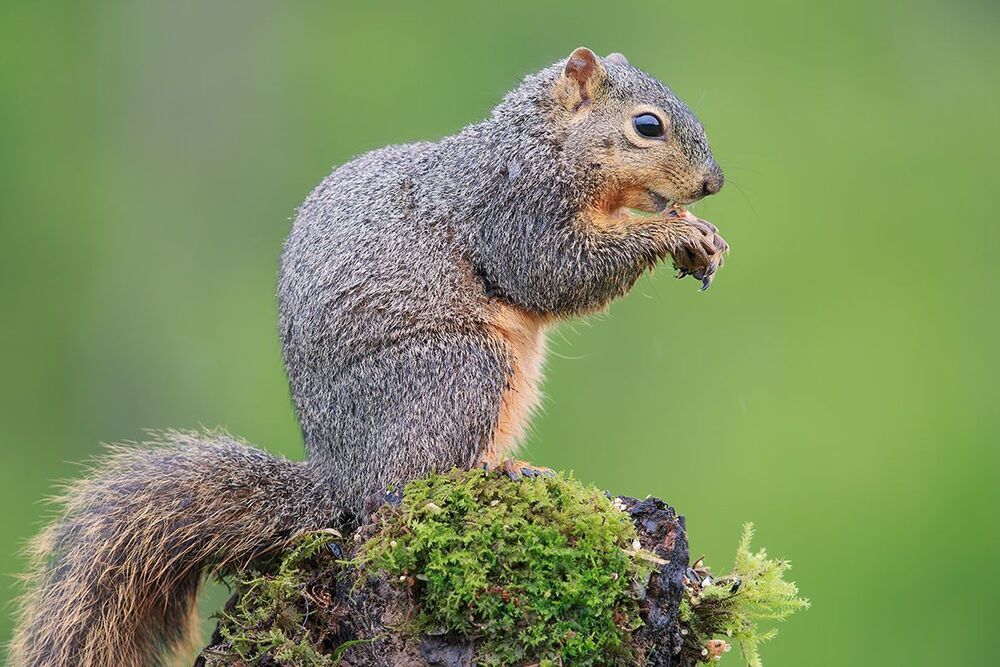 Лисья белка - Fox Squirrel