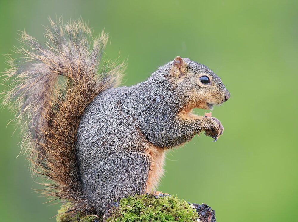 Лисья белка - Fox Squirrel