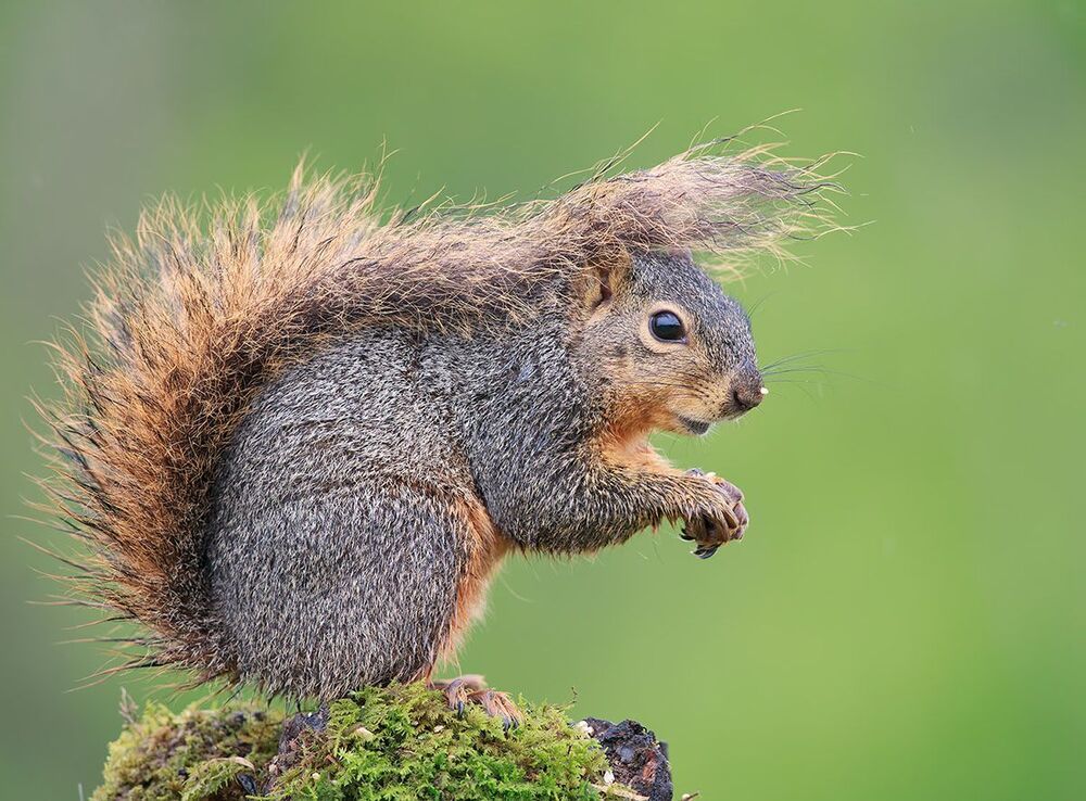 Лисья белка - Fox Squirrel