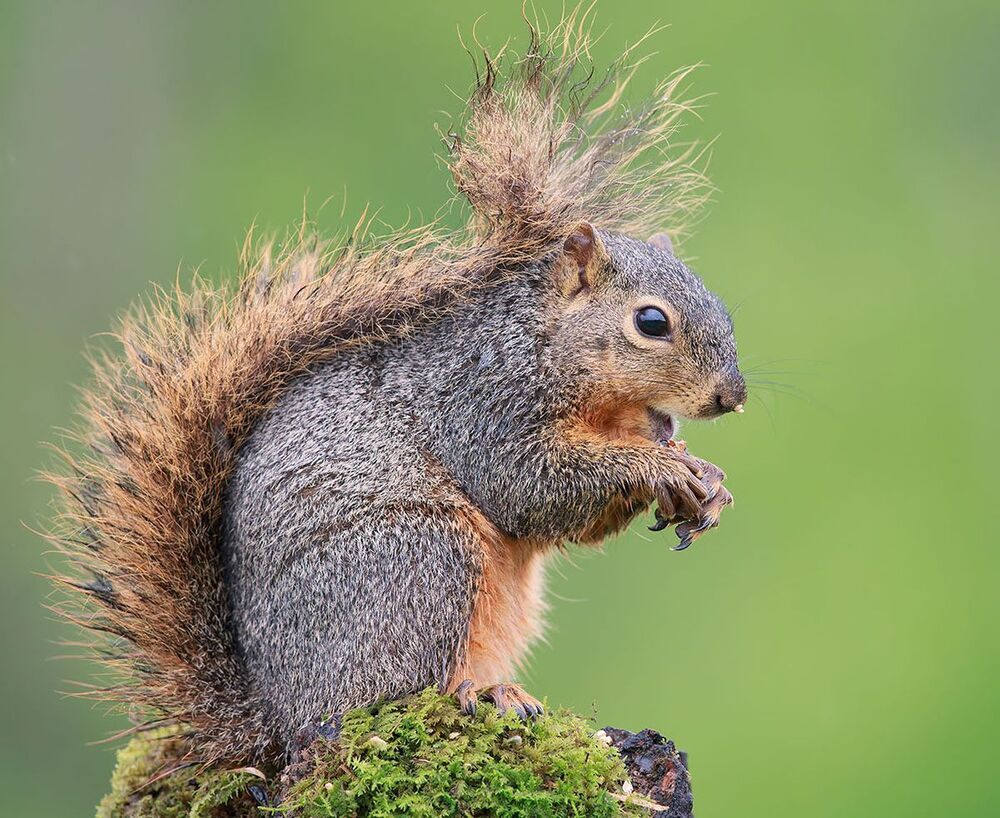 Лисья белка - Fox Squirrel
