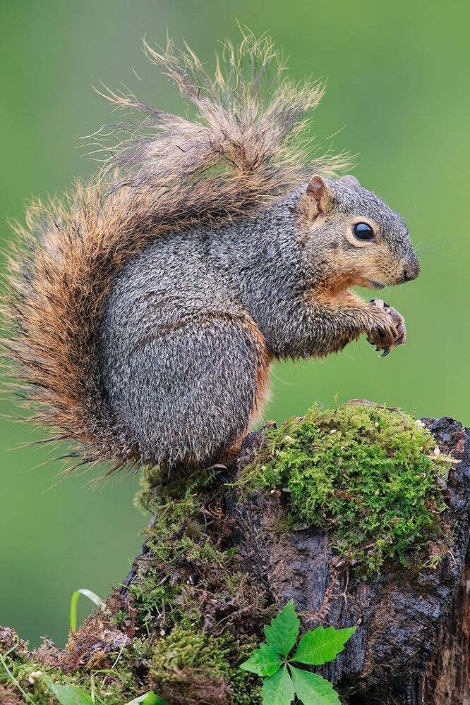 Лисья белка - Fox Squirrel