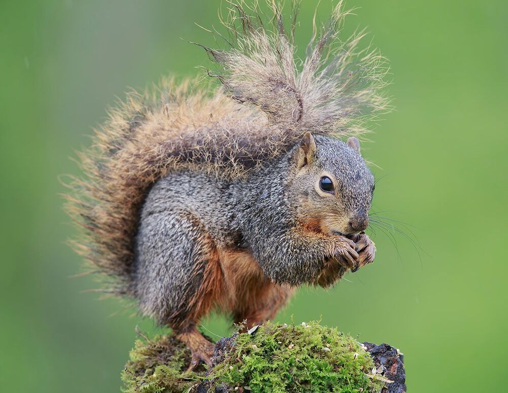 Лисья белка - Fox Squirrel