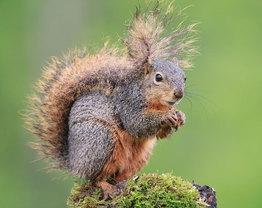 Лисья белка - Fox Squirrel