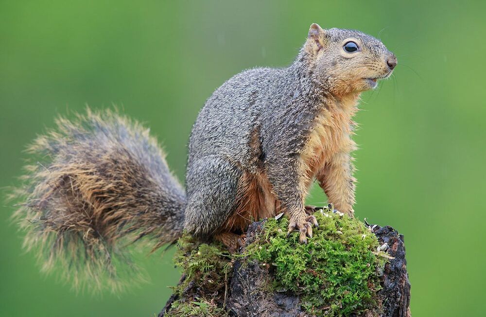 Лисья белка - Fox Squirrel