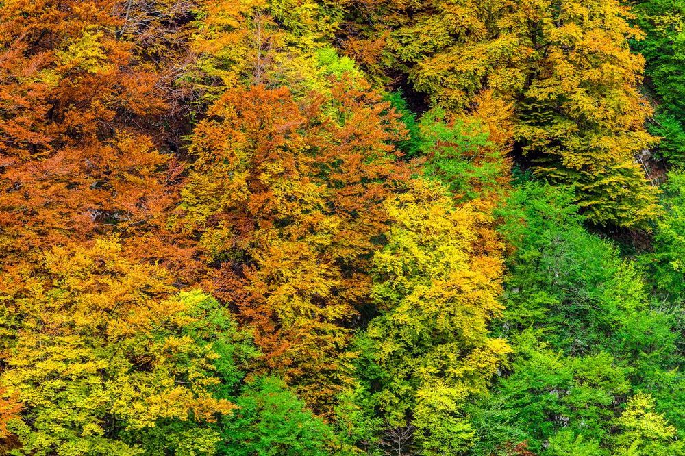 Autumn