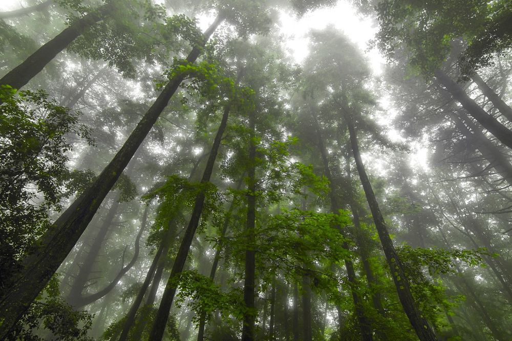 Fog