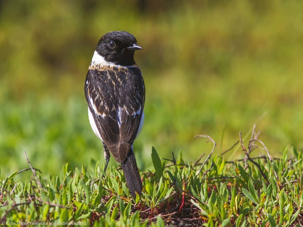 Stonechat.