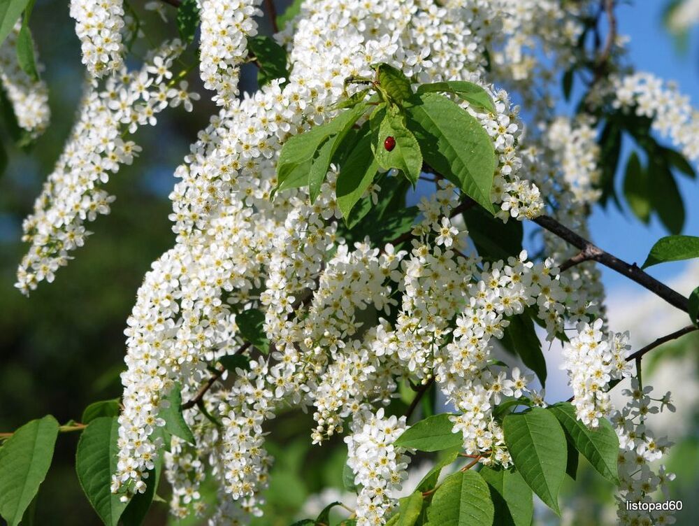 Весна . Лесной жаворонок