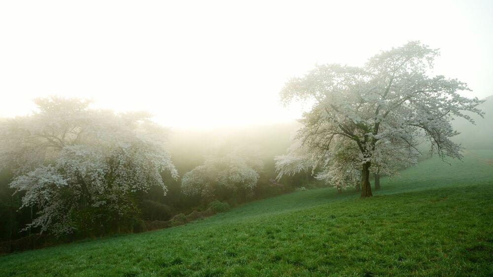 Cherry blossom on the hill