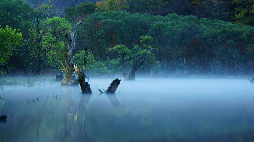 Fog of dawn