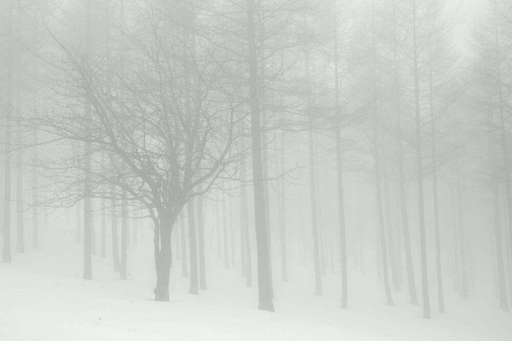 Snowy forest
