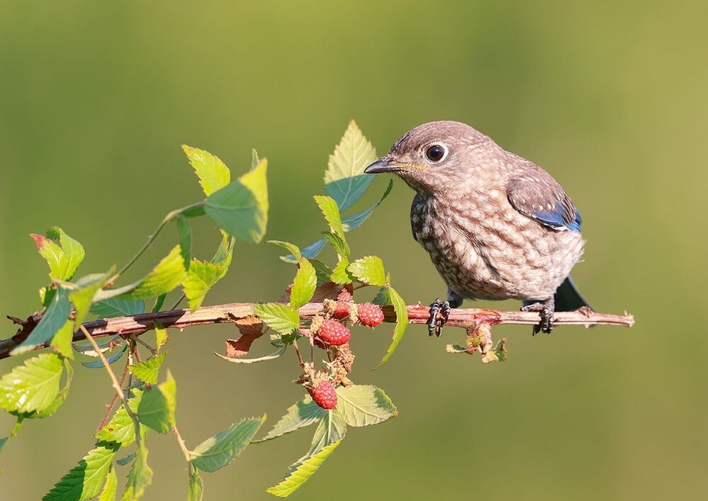 Cлеток. Восточная сиалия - Eastern Bluebird