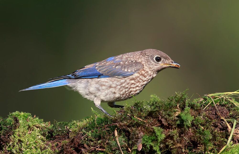Cлеток. Восточная сиалия - Eastern Bluebird