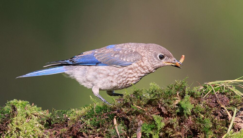 Cлеток. Восточная сиалия - Eastern Bluebird