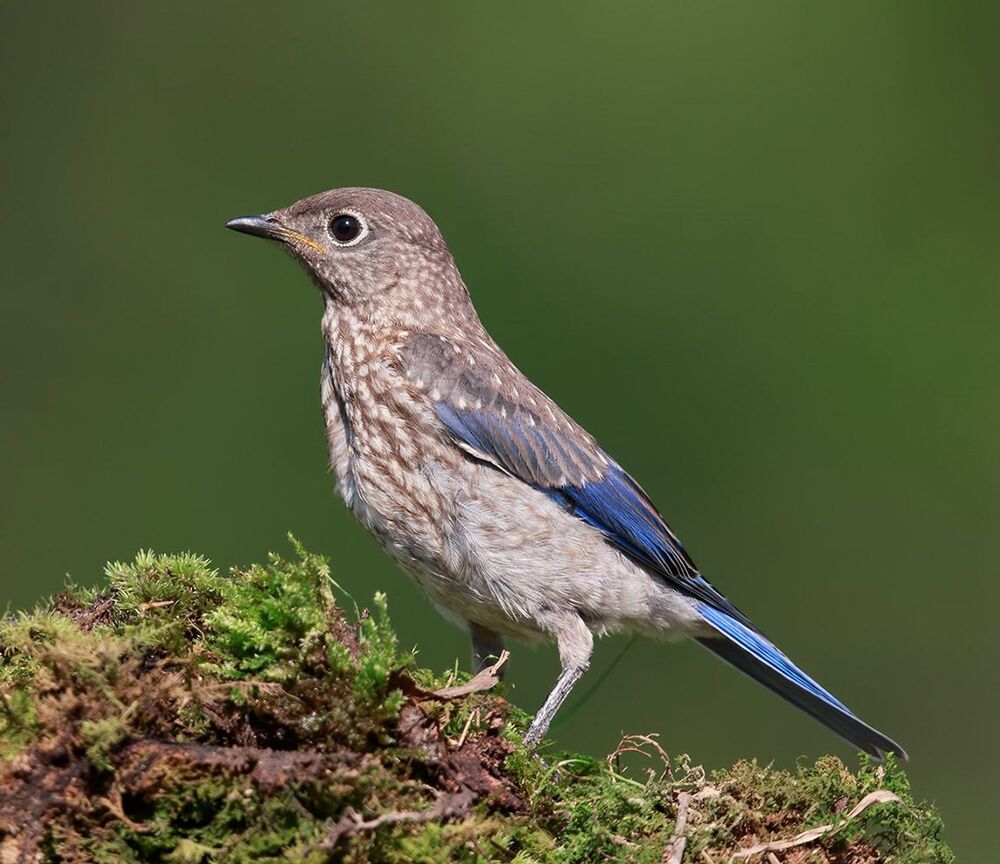 Cлеток. Восточная сиалия - Eastern Bluebird