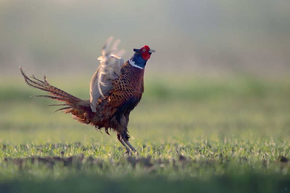 Cock-a-doodle-doo