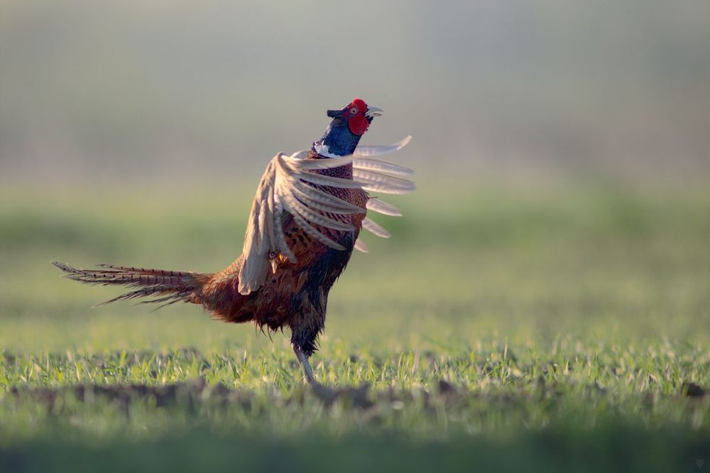 Cock-a-doodle-doo