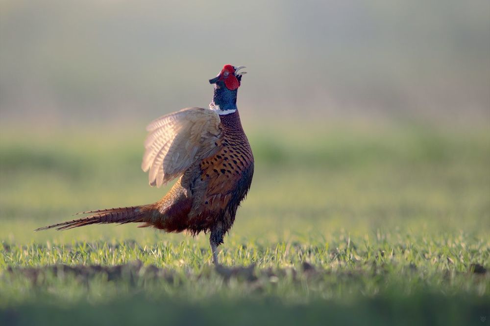 Cock-a-doodle-doo