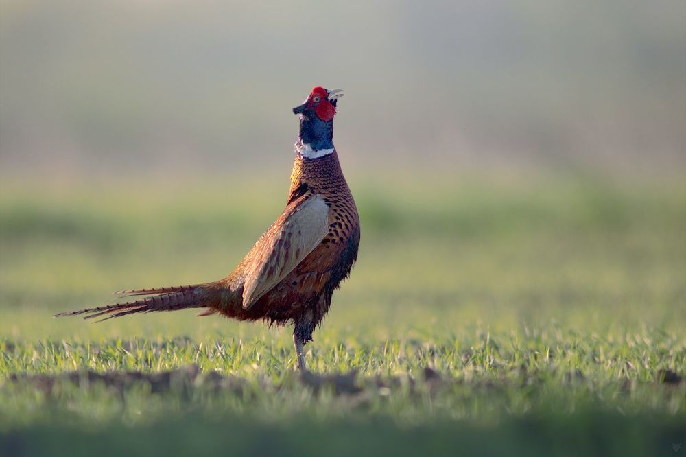 Cock-a-doodle-doo