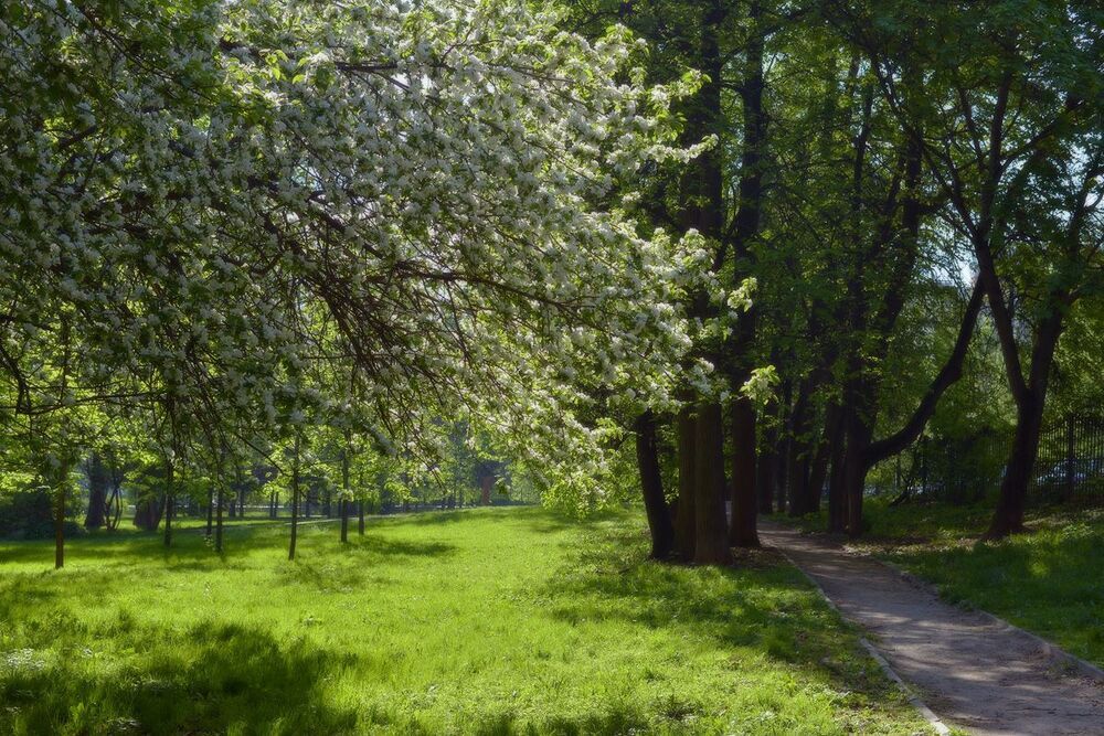 Утро в старом парке