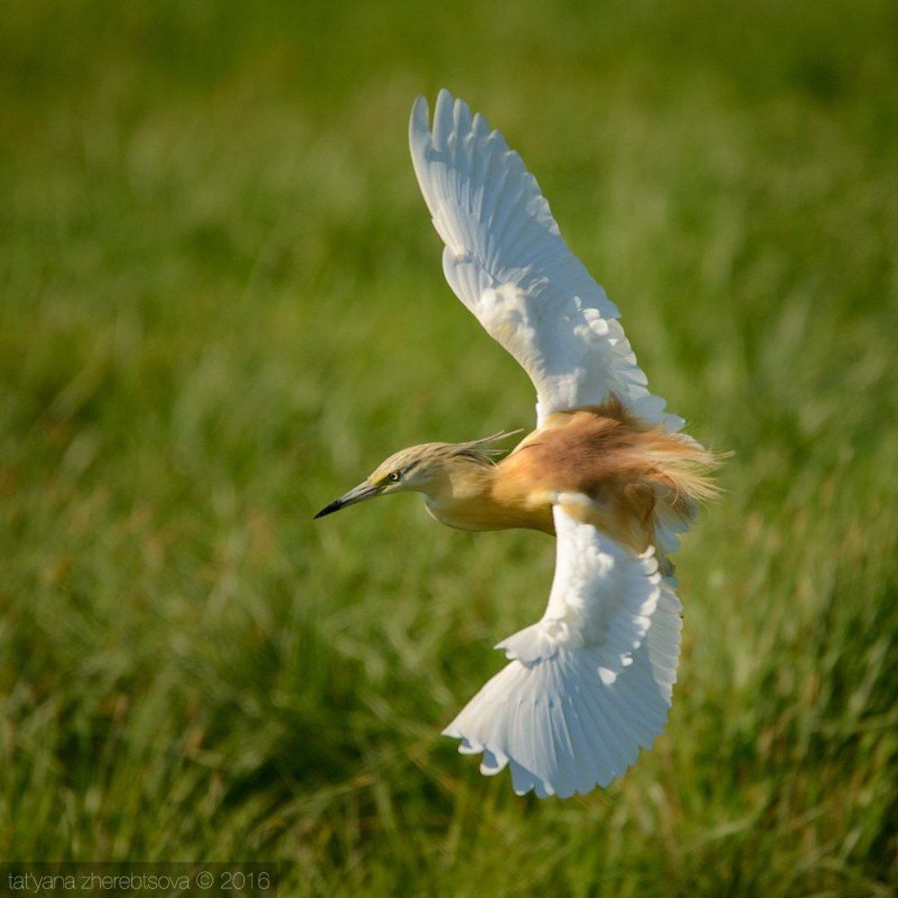 I can fly! Желтая цапля.