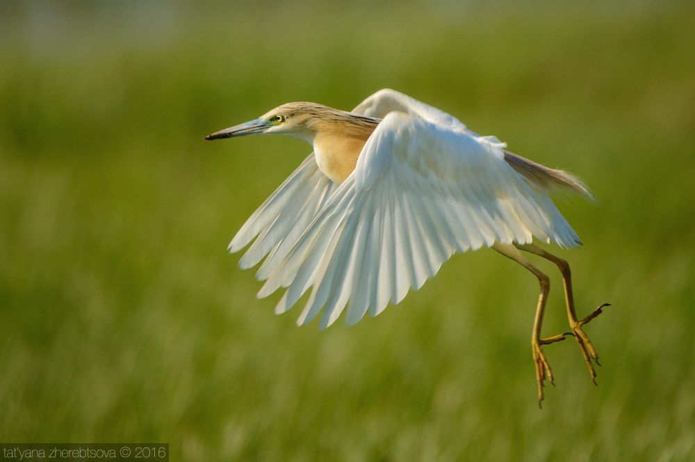 I can fly! Желтая цапля.