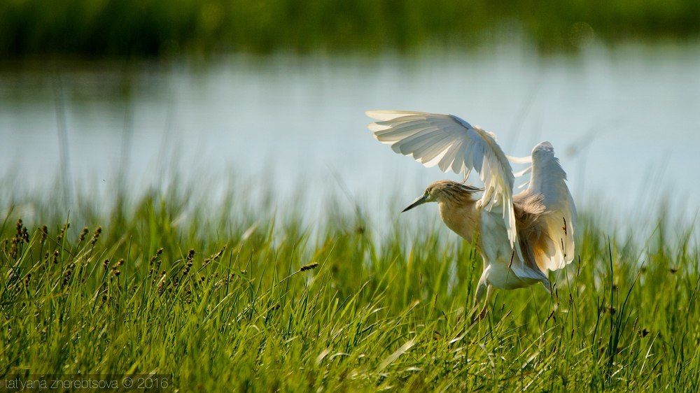 I can fly! Желтая цапля.