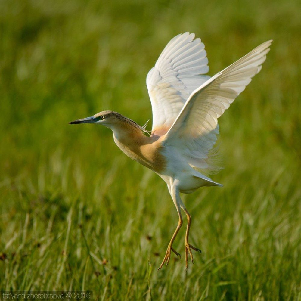 I can fly! Желтая цапля.