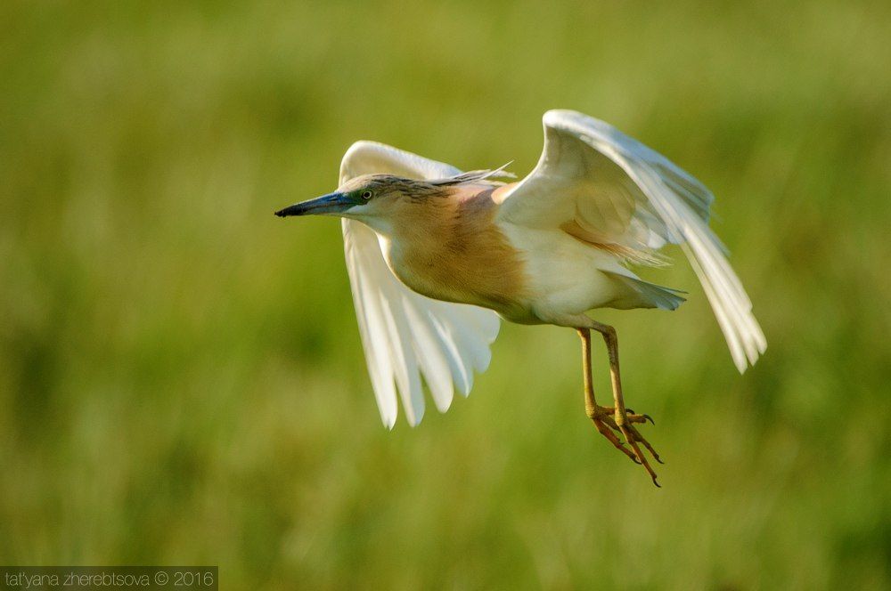 I can fly! Желтая цапля.