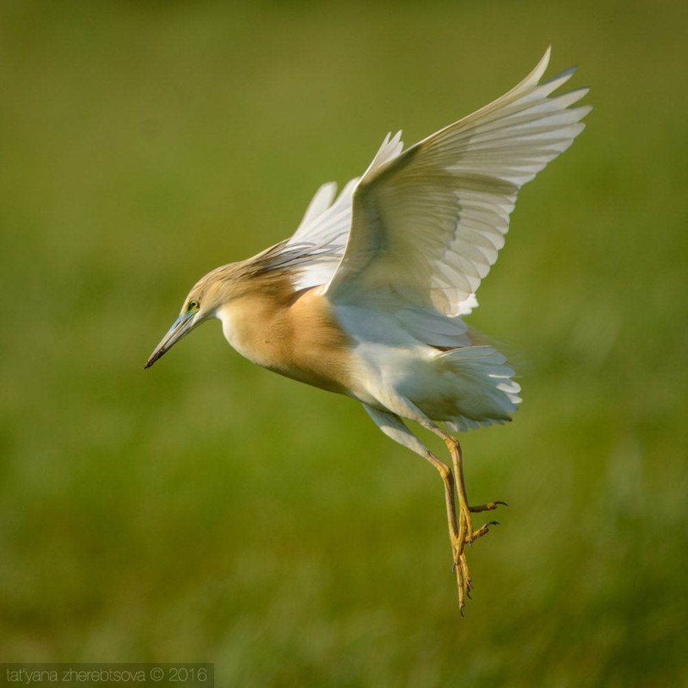 I can fly! Желтая цапля.