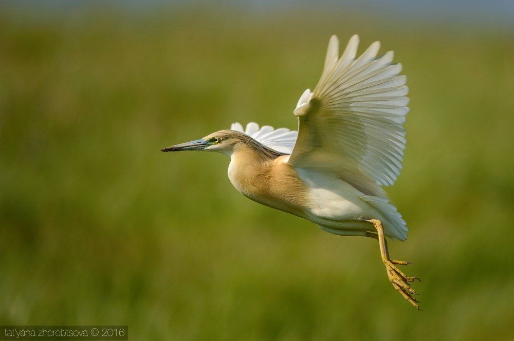 I can fly! Желтая цапля.