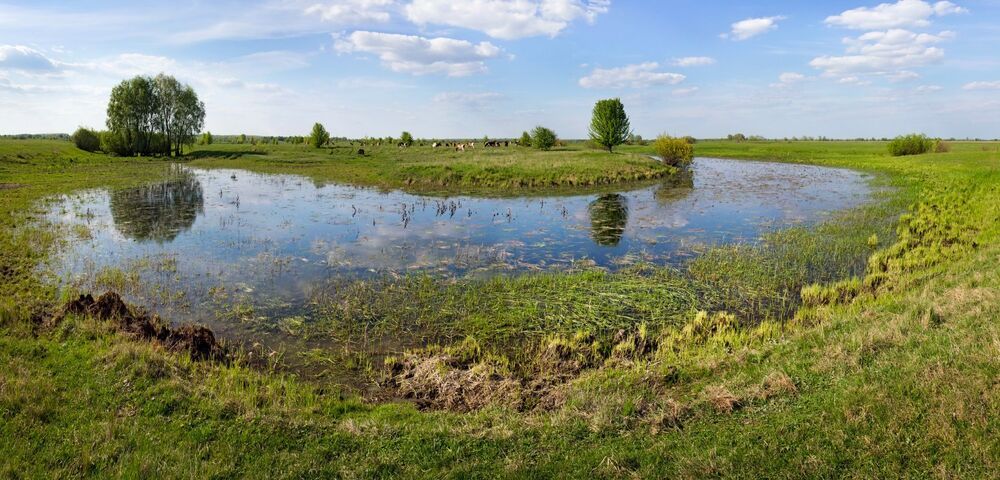 Сельские мотивы.