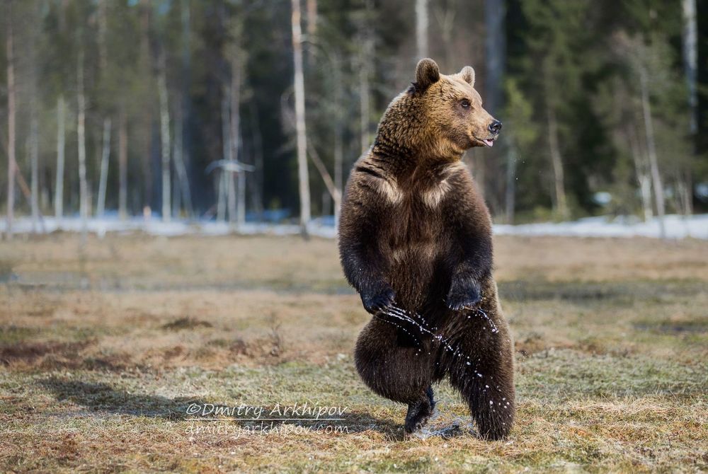Первый  на болоте танцор
