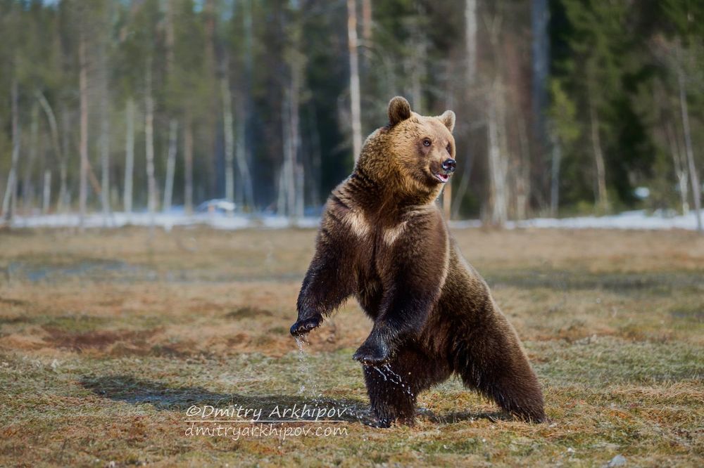 Первый  на болоте танцор