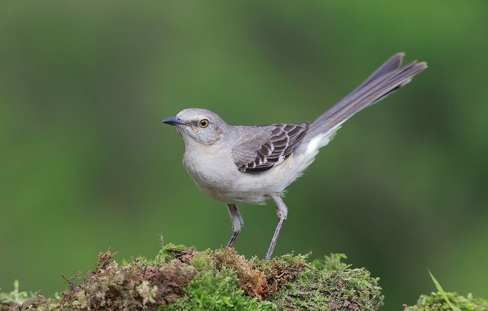 Многоголосый пересмешник - Northern Mockingbird  (Juvenile)