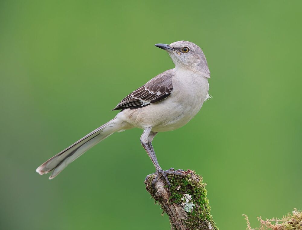Многоголосый пересмешник - Northern Mockingbird  (Juvenile)
